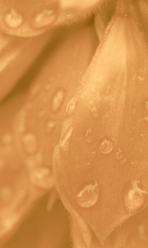 Лепестки обои