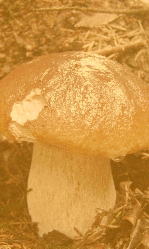 Белый гриб обои
