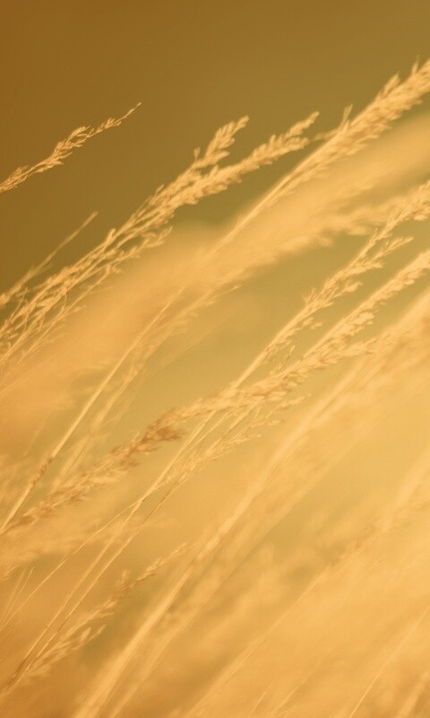 Колосья обои