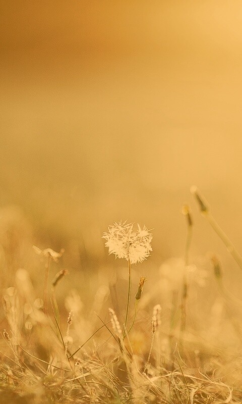 Летняя трава обои