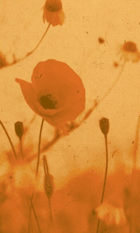 Кровавые цветы в стиле ретро обои