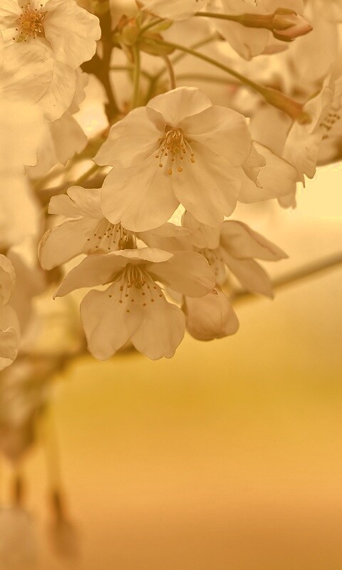 Цветение вишни обои