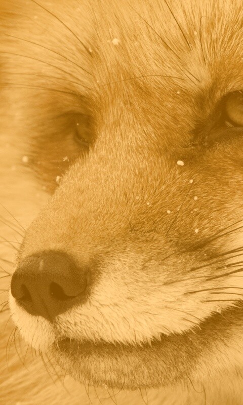 Морда рыжей лисы обои