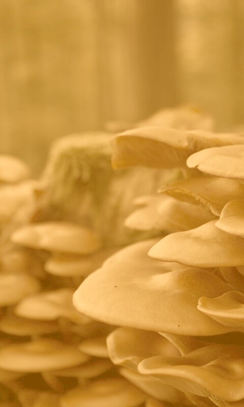 Лесные грибы на пне обои