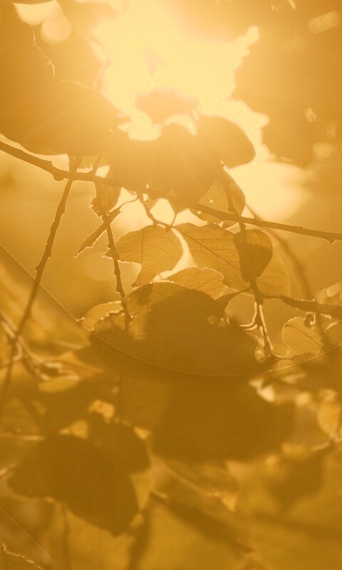 Солнце пробивается сквозь листву обои