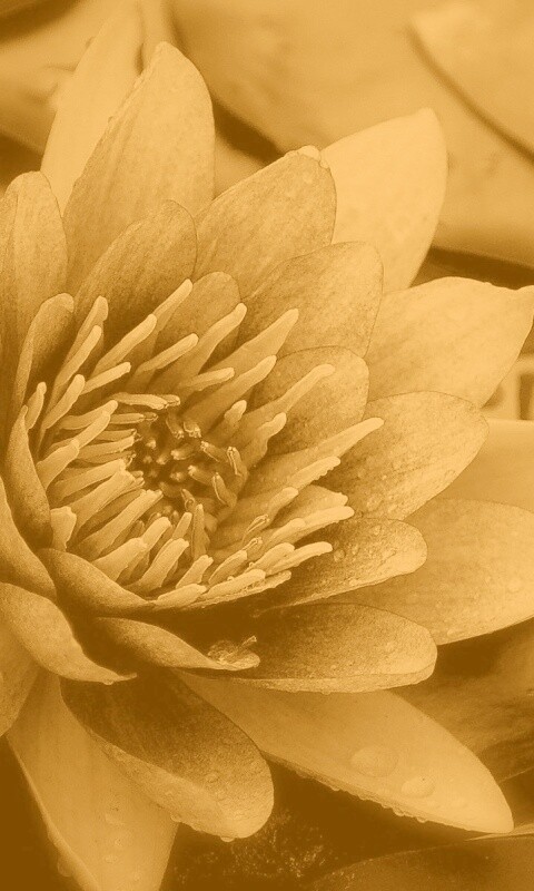 Кувшинка обои