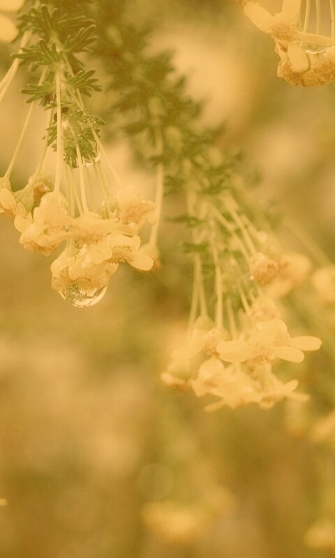 Жёлтые цветочки на ветке обои