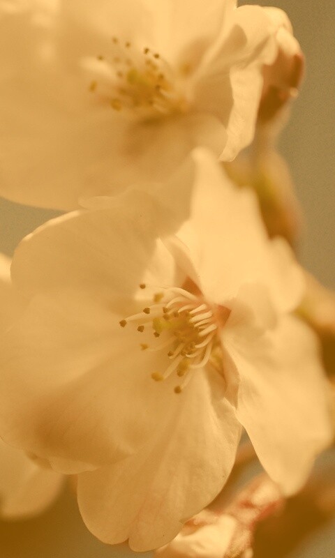 Нежные белые цветы обои