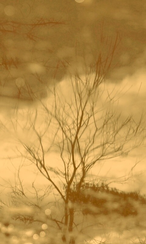 Голые деревья обои