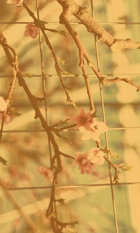 Ветка за сеткой обои