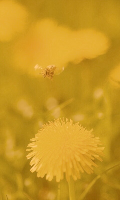 Пчёлка пролетает над одуванчиками обои