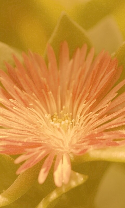 Чудесный цветок обои