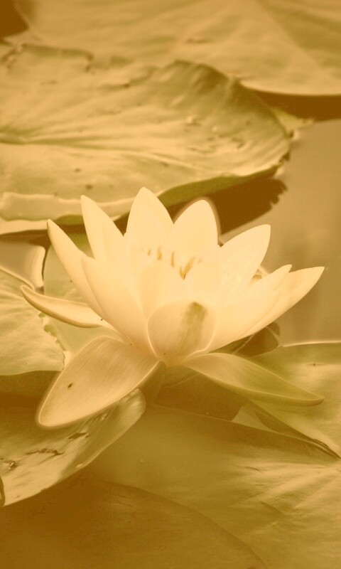 Кувшинка обои