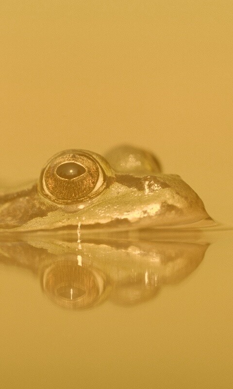 Лягушка обои