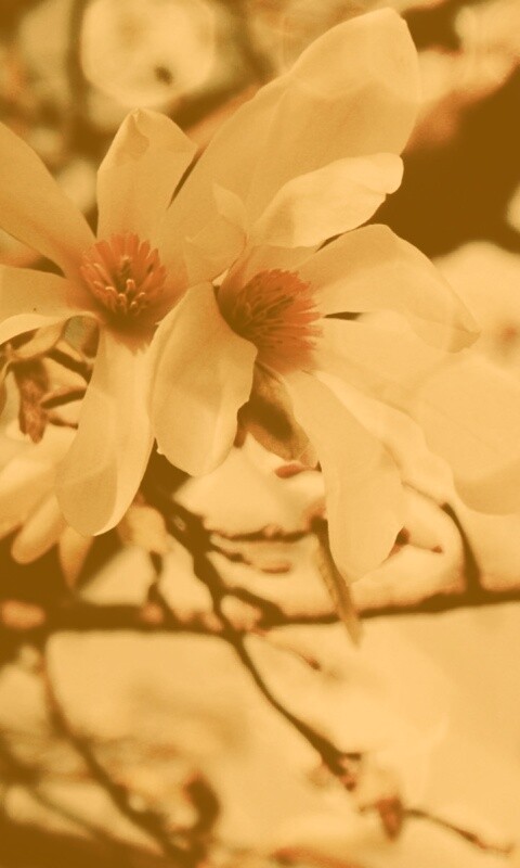 Цветы вишневого дерева обои