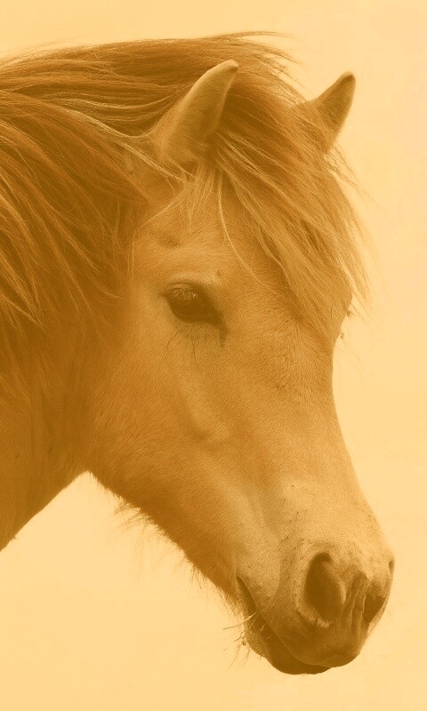 Гривастый конь обои