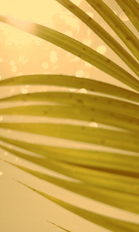 Солнце просвечивает сквозь пальмовый лист обои