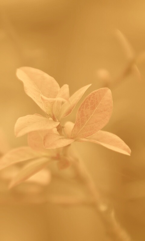 Красные листья на ветке обои