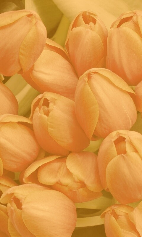 Букет красных тюльпанов обои