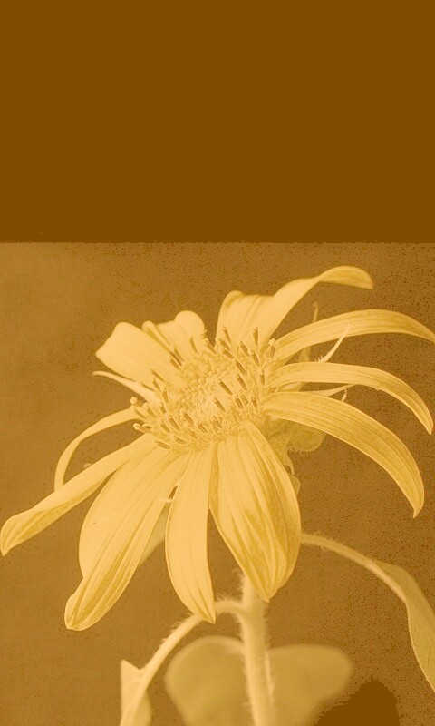 Жёлтый цветок на чёрном фоне обои