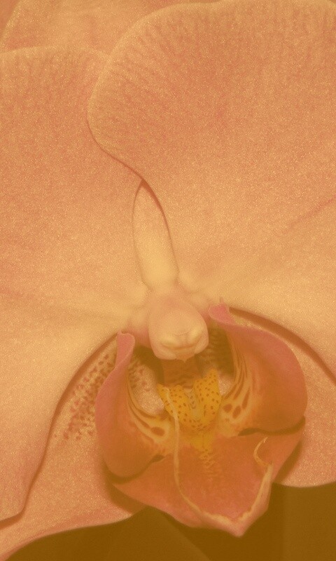 Фиолетовая орхидея обои