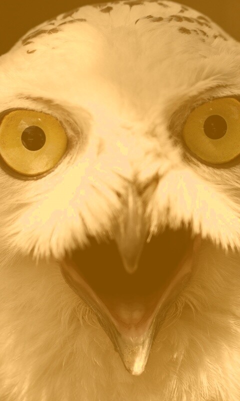 Сова в шоке! обои