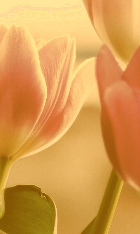 Тюльпаны обои