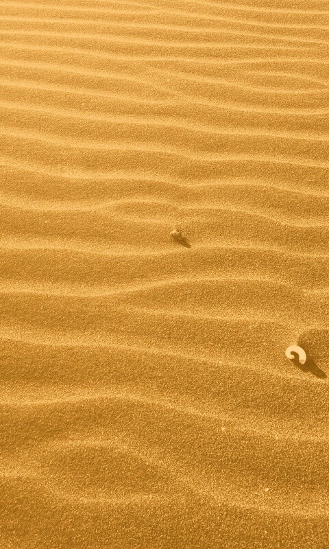 Песок и раковины обои