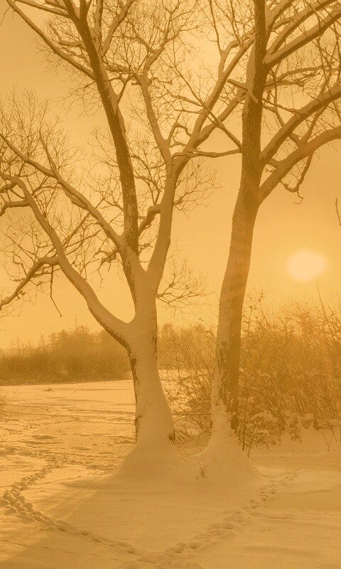 Солнечный свет в зимнем лесу обои