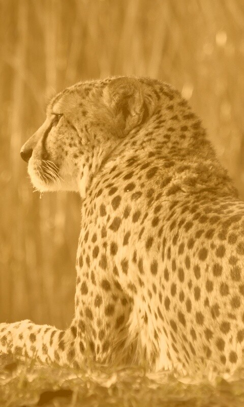 Гепард обои