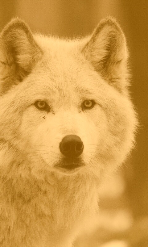 Белые волки обои