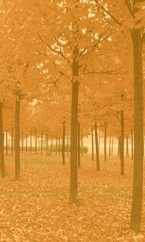 Скачать бесплатно осень обои