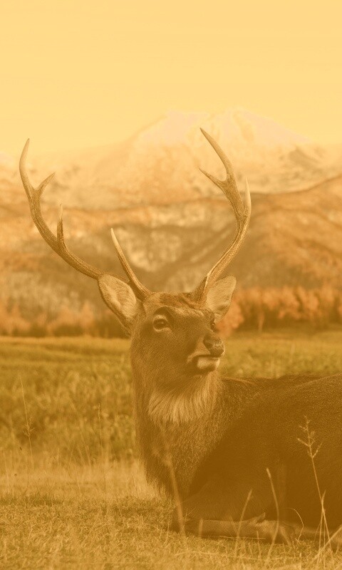 Олень отдыхает в предгорьях обои