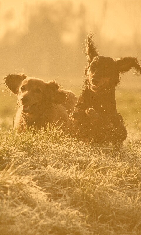 Весёлые таксы обои