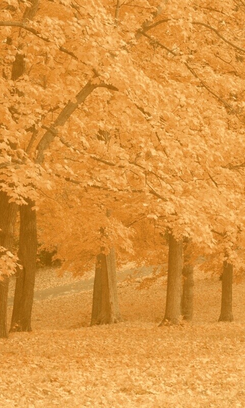 Парковая осень обои