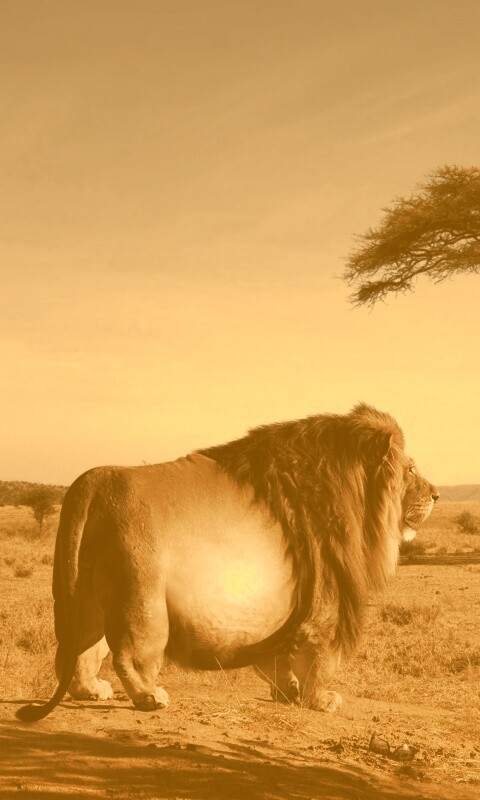 Толстый лев обои