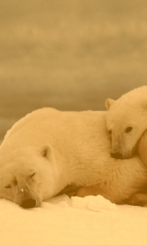 Белые мишки спят обои