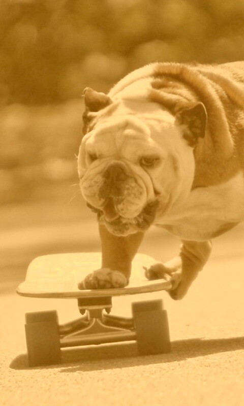 Собака на скейтборде обои