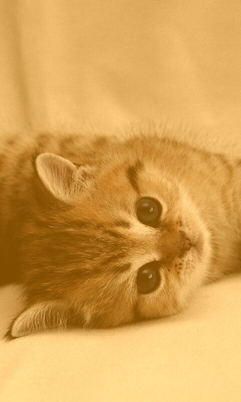 Рыжиый котенок с синим глазами обои