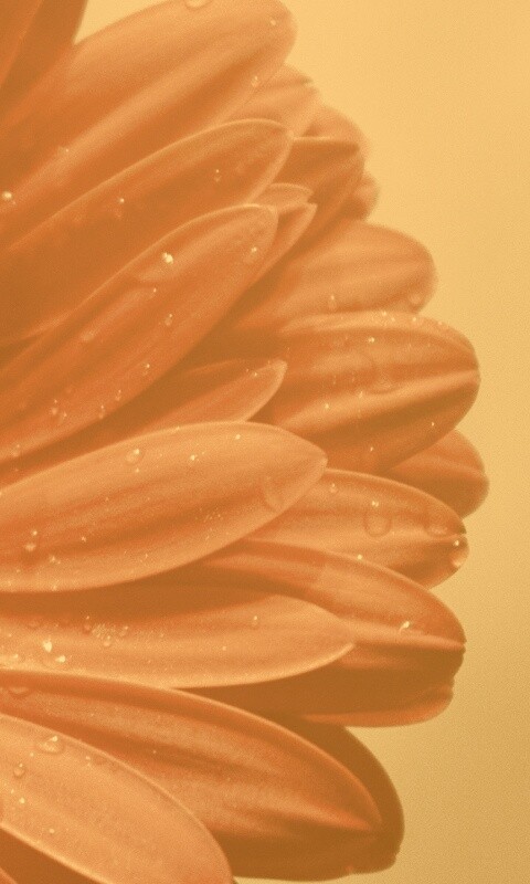 Красная гербера обои