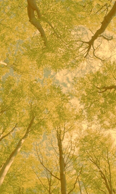 Кроны деревьев обои