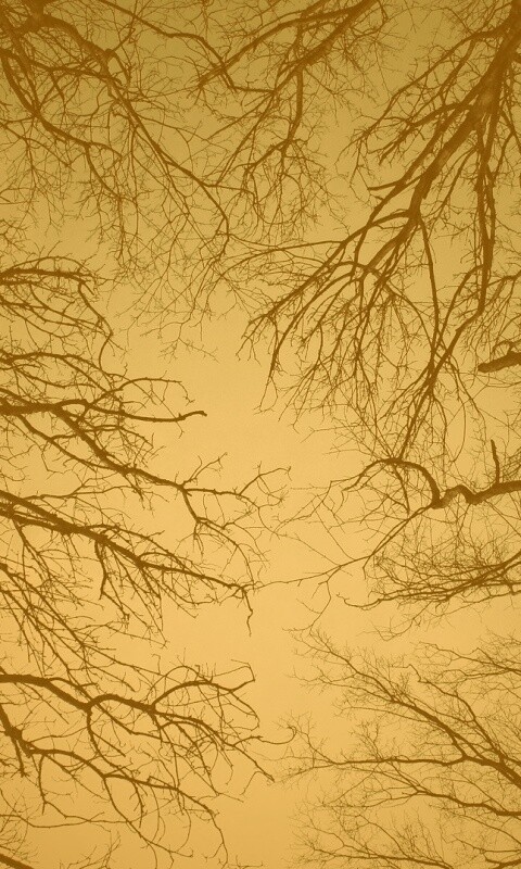 Голые кроны деревьев на фоне неба обои