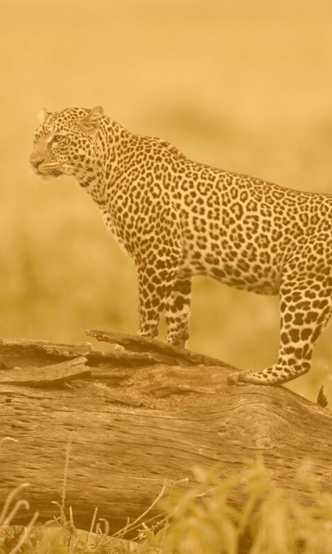Леопард на природе обои