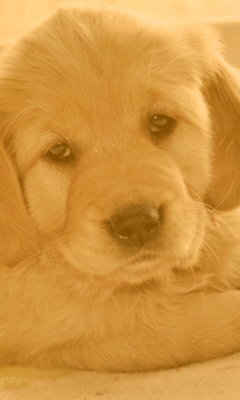 Сонный щенок лабрадора обои