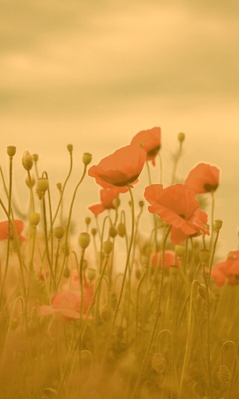 Цветущие маки обои