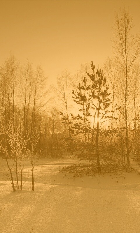 Зимний лес обои