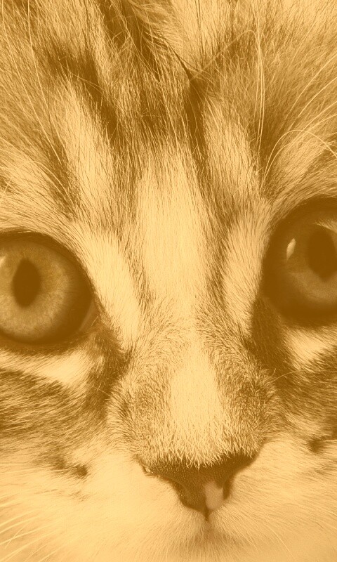 Пушистый котенок обои