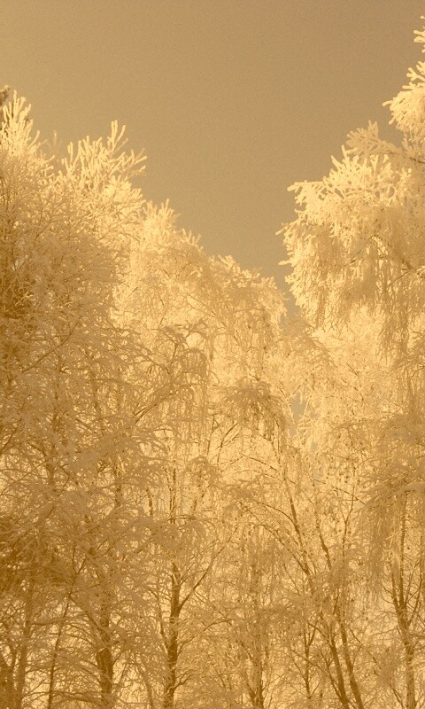 Замерзший лес обои