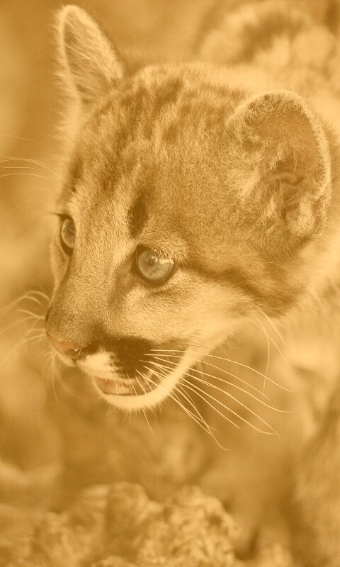 Котенок барса обои