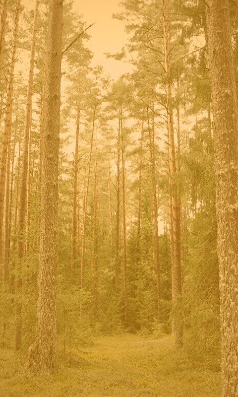 Лесная чаща обои